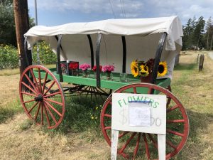 Flowers, covered wagon, Stand, whidbey island
