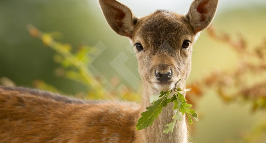 Deer Landscaping, Wildlife, Whidbey Island, Whdibey, Gardening, Landscaping, deer, animals, vegetation, Buck, yard, Windermere, real estate