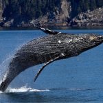 Welcome the Whales, Langley, Gray Whales, Whidbey Island, event, parade, festival, washington, windermere