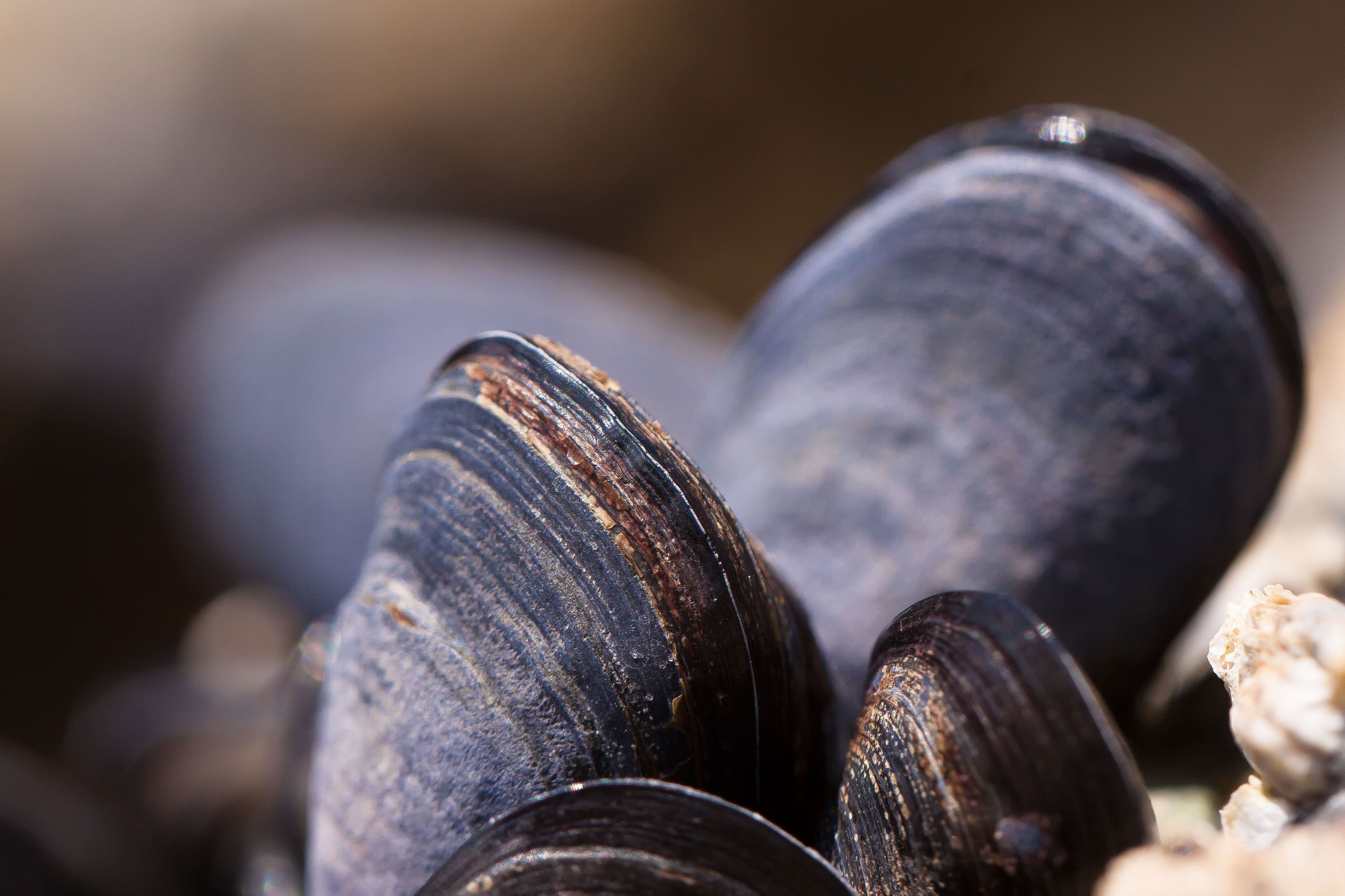 mussel, seafood, whidbey Island, events, local