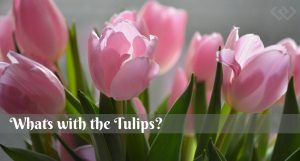 Tulips, flowers, Garden, Whidbey Island, Spring