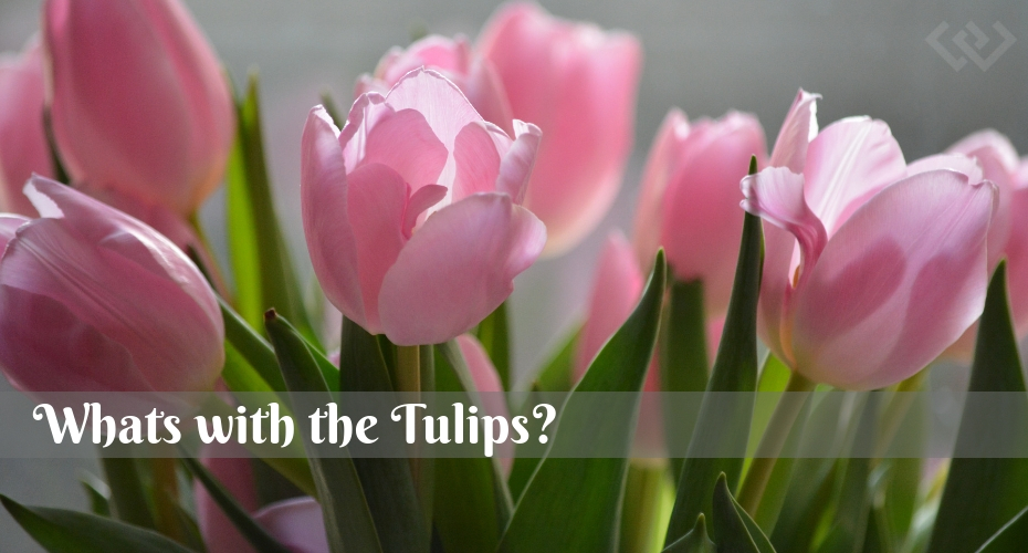 Tulips, flowers, Garden, Whidbey Island, Spring