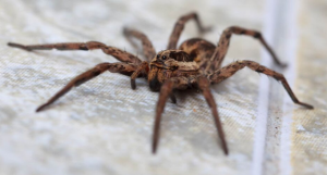 Wolf Spider, Spiders< whidbey island, nature's Halloween Decoration, Windermere Whidbey Island 