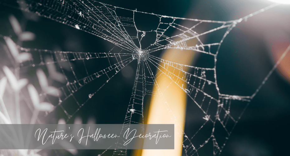Nature’s Halloween Decoration, Spiders, webs, october, fall, halloween , whidbey, windermere real estate