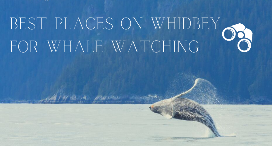 Whidbey Island, Whale viewing, best places to spot a whale