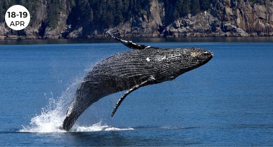 Whales, whidbey Island, Majestic Creatures