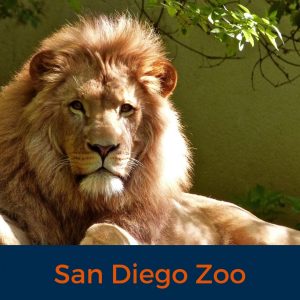 Lion, San Diego Zoo, Virtual Tour, Zoo, Animals , Stay at Home, Covid 19 