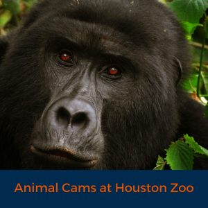 Animal Cams at Houston Zoo