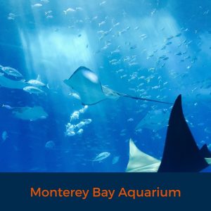 Monterey Bay Aquarium, Aquarium, Virtual tour, Stay Home, Learn from Home, Watch from afar 