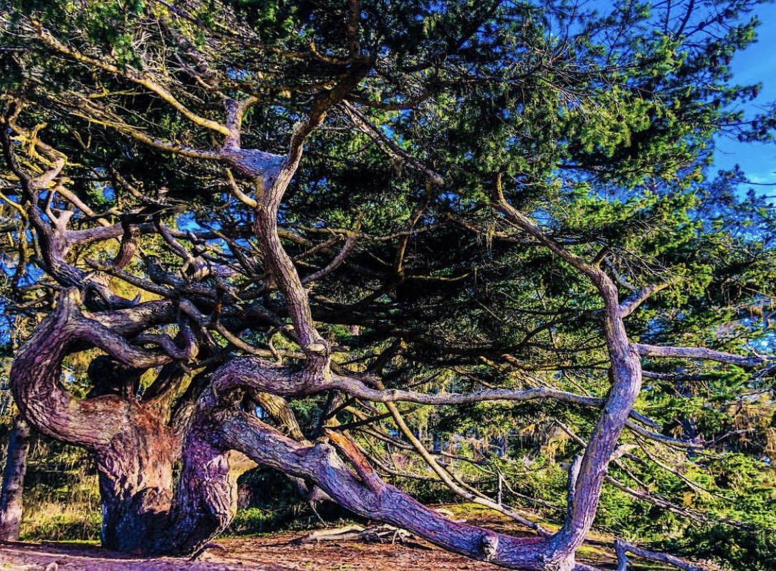 Old Growth Tree Near Cranberry Lake, Deception pass, Whidbey Island, Washington