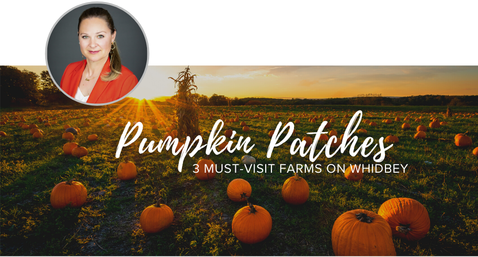 Pumpkin Patch, Where to buy Pumpkins on Whidbey