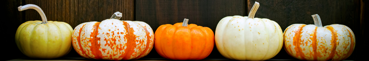 Where to buy your pumpkins on Whidbey, Whidbey island, Annie cash 