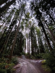 Trustland Trails Whidbey Island Hiking