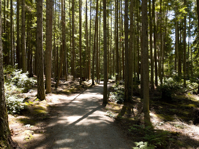 Trustland Trails Forest