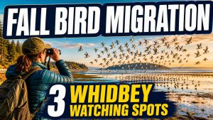 Fall bird migration over Whidbey Island mudflats with a birder using binoculars and text reading 3 Whidbey watching spots